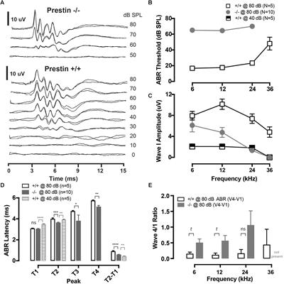 Loss of the Cochlear Amplifier Prestin Reduces Temporal Processing Efficacy in the Central Auditory System